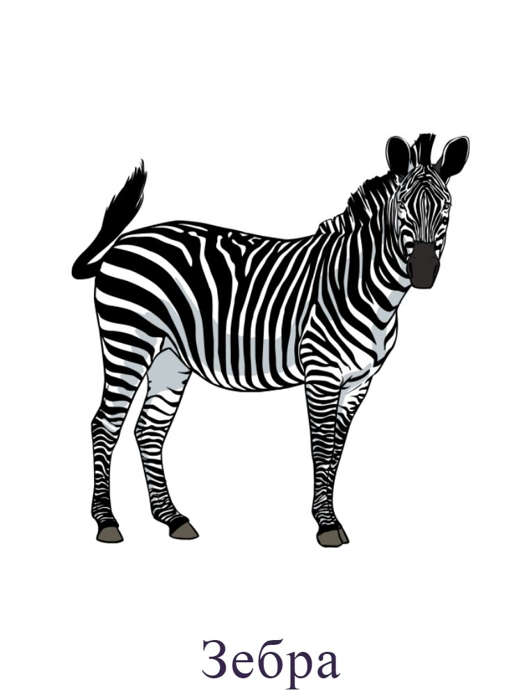 Зебра