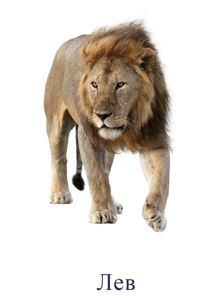 Лев
