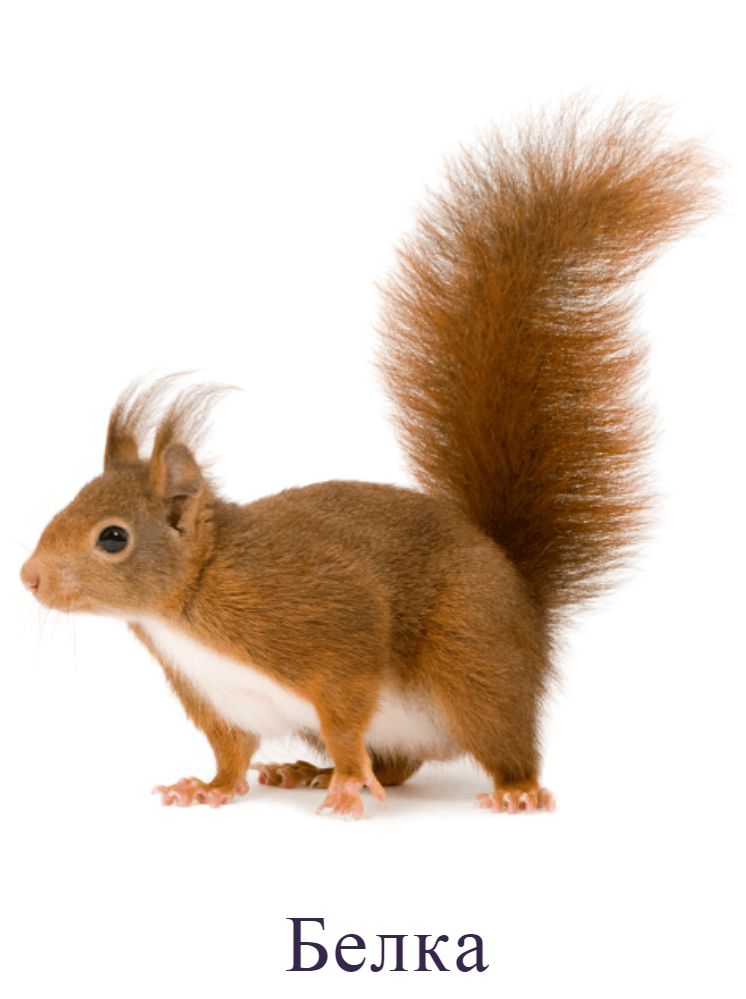 Белка