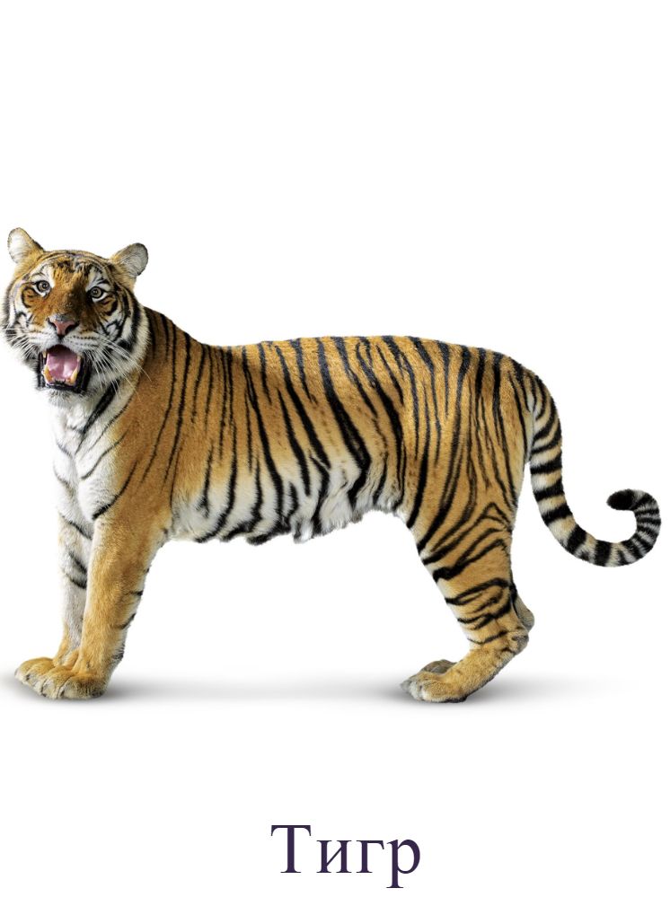 Тигр