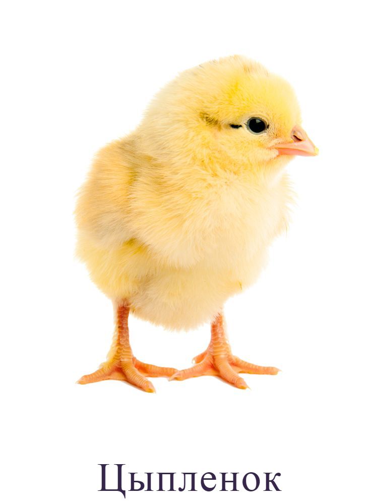Цыпленок