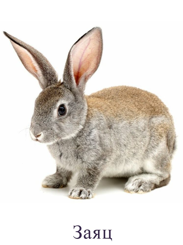 Заяц