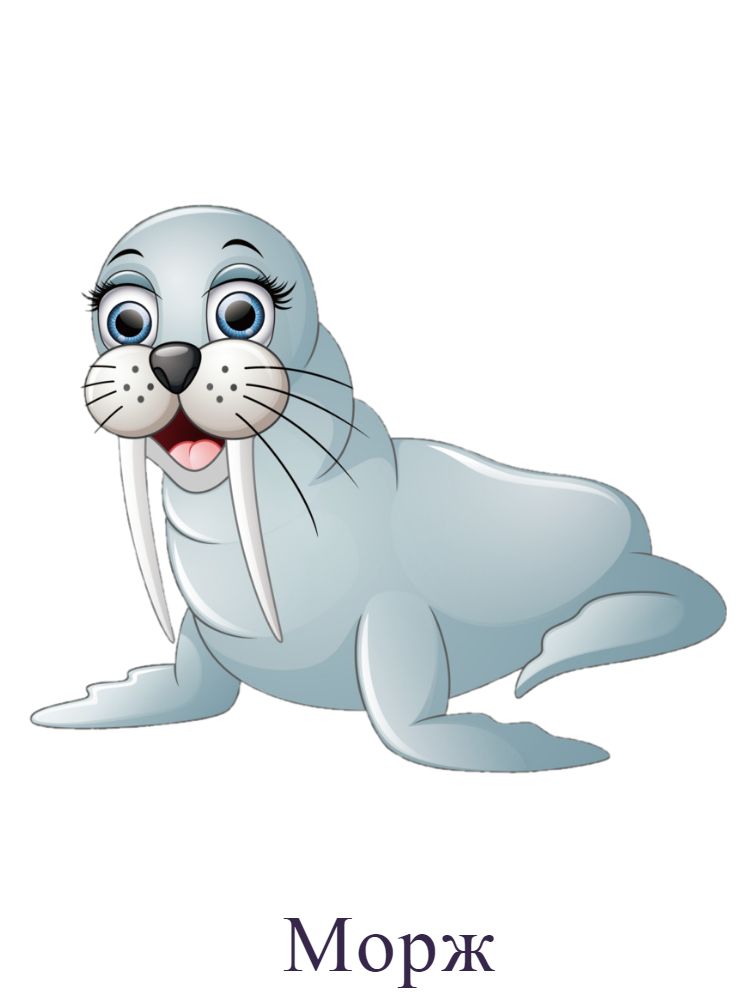 морж