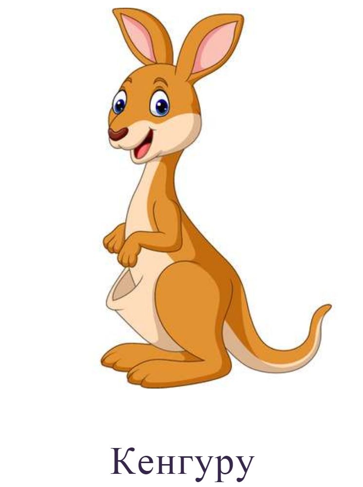 Кенгуру