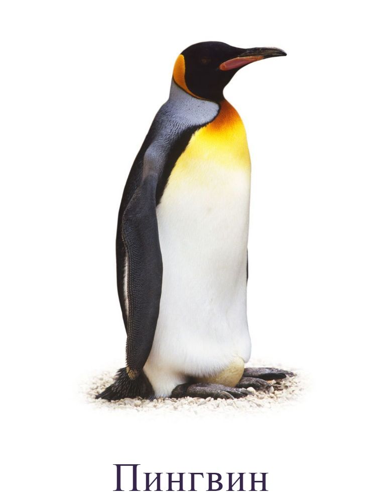 Пингвин
