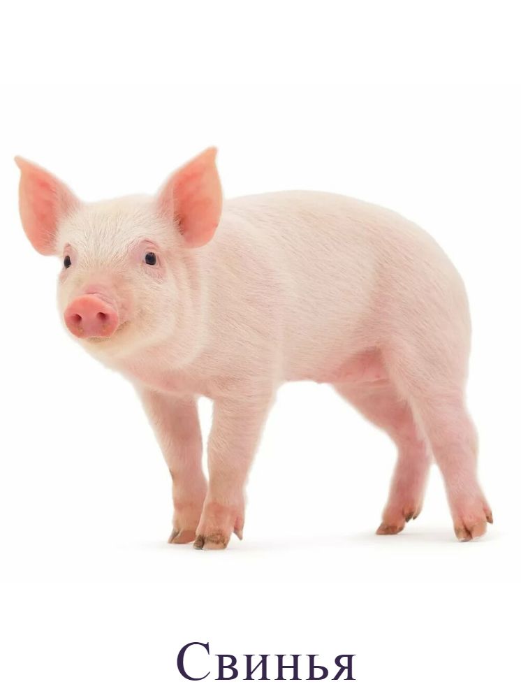 Свинья