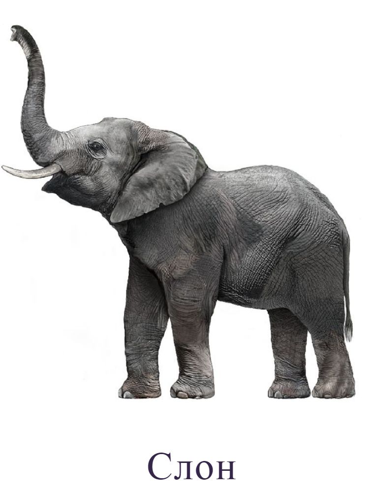 Слон