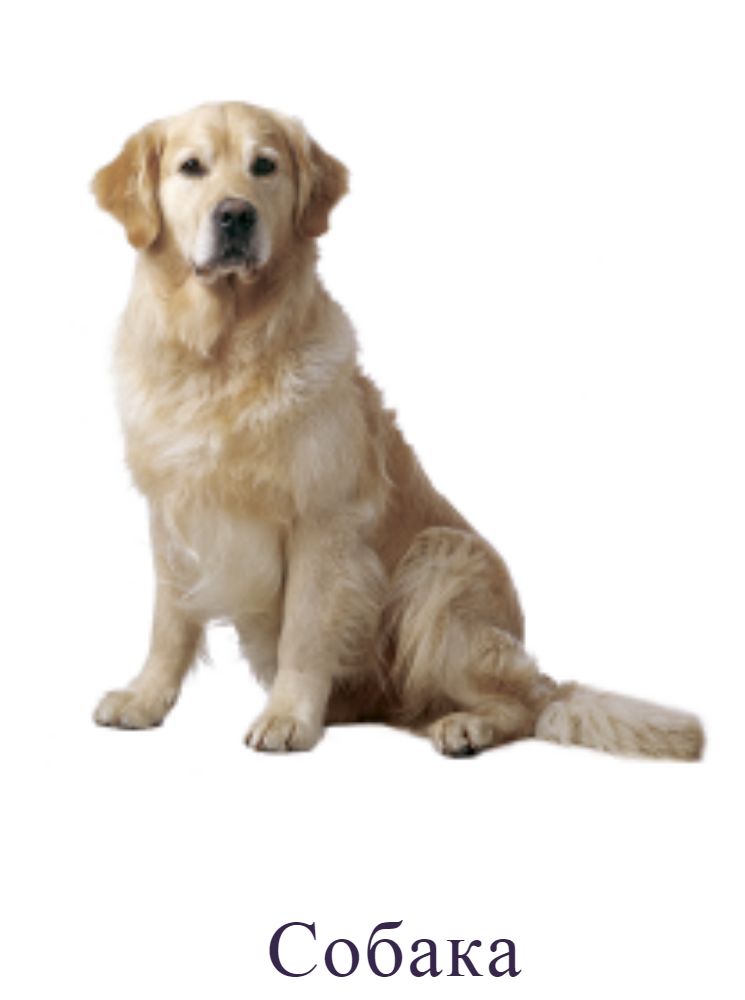 Собака