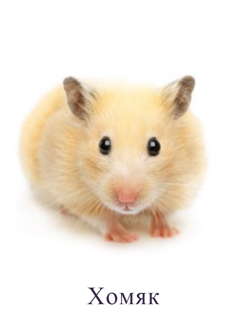 Хомяк