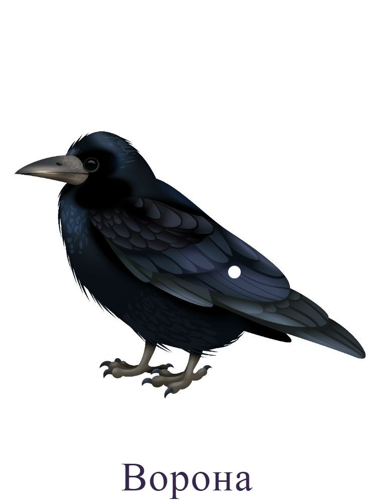 Ворона р