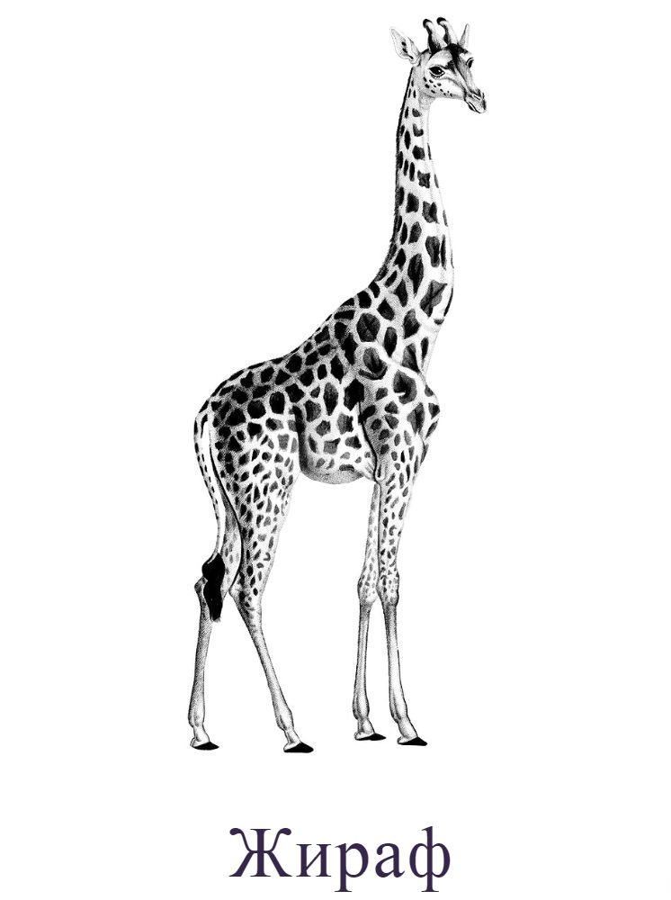 Жираф