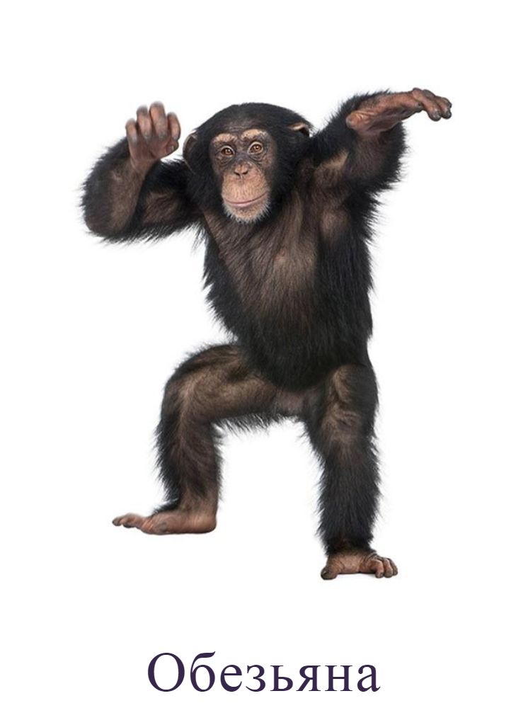 Обезьяна
