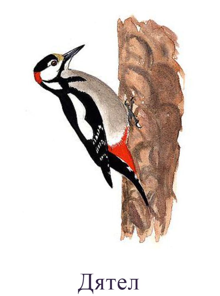 Дятел